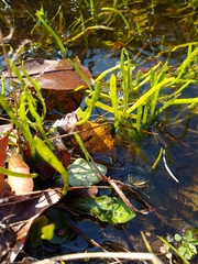Lilaeopsis carolinensis