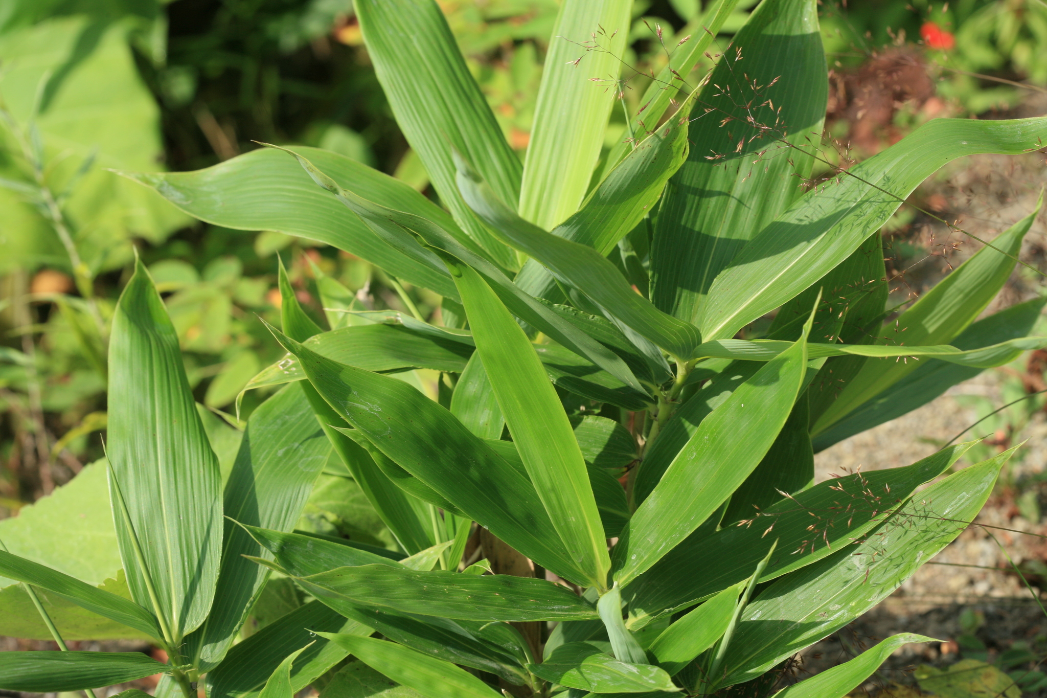 Sasa senanensis