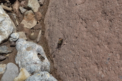 Pachylis acutangulus