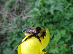 Bombus distinguendus