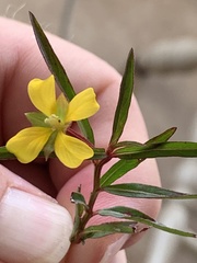 Ludwigia linearis