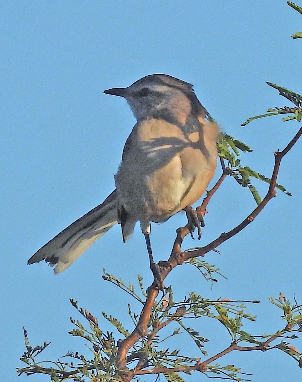 White-banded Mockingbird (Mimus triurus), photo 5