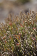 Salicornia littorea
