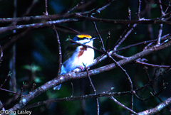 Vireolanius melitophrys