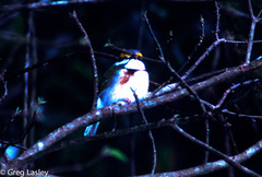 Vireolanius melitophrys