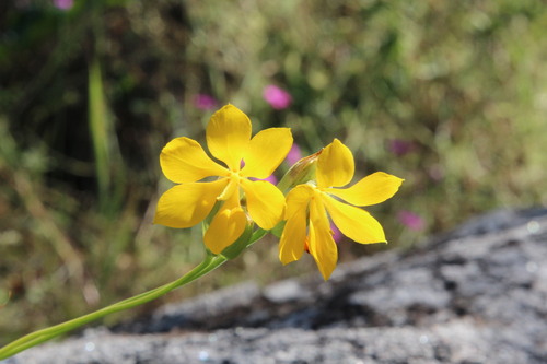 Solenomelus pedunculatus, photograph 3