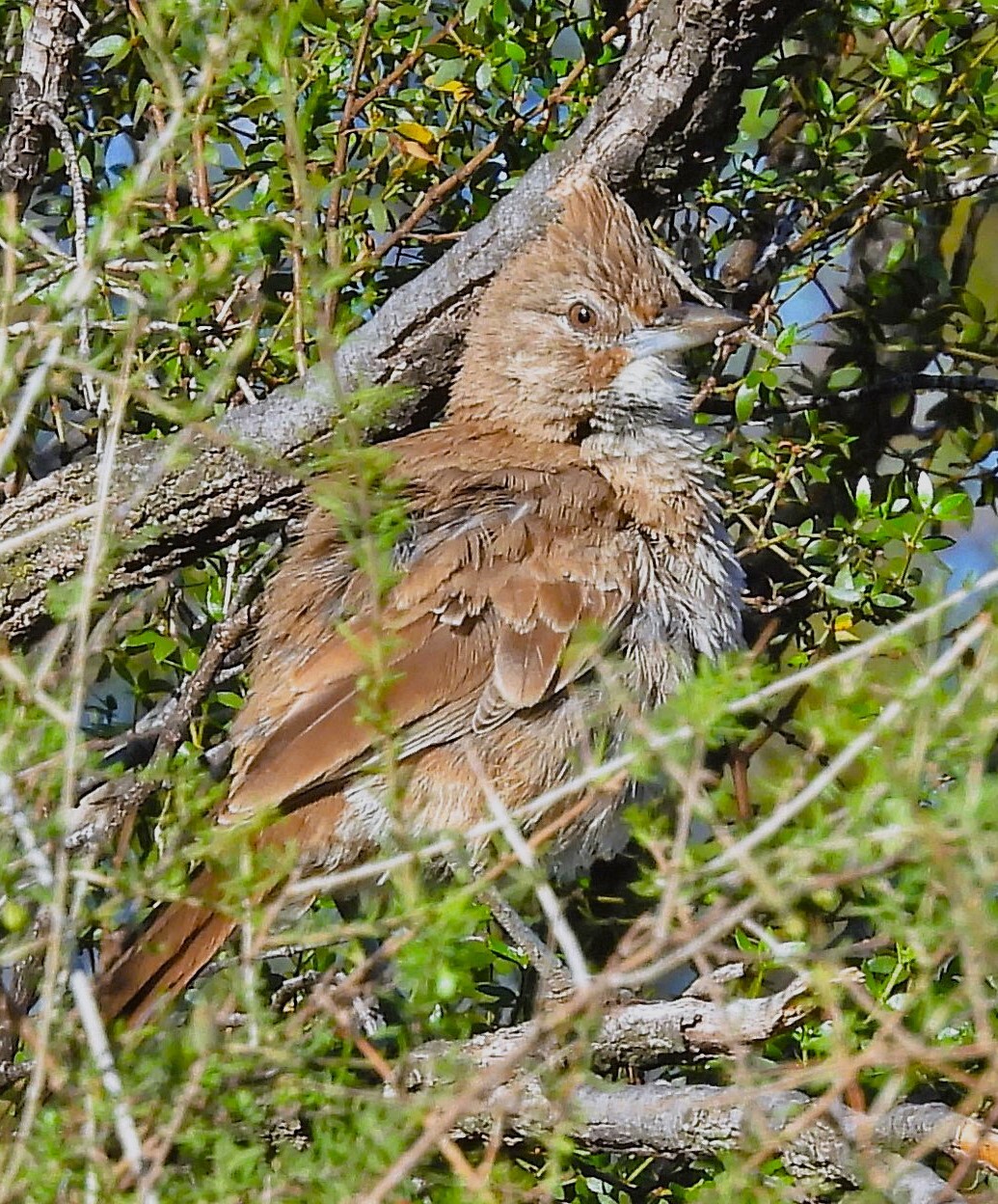 White-throated Cacholote (Pseudoseisura gutturalis), photo 3