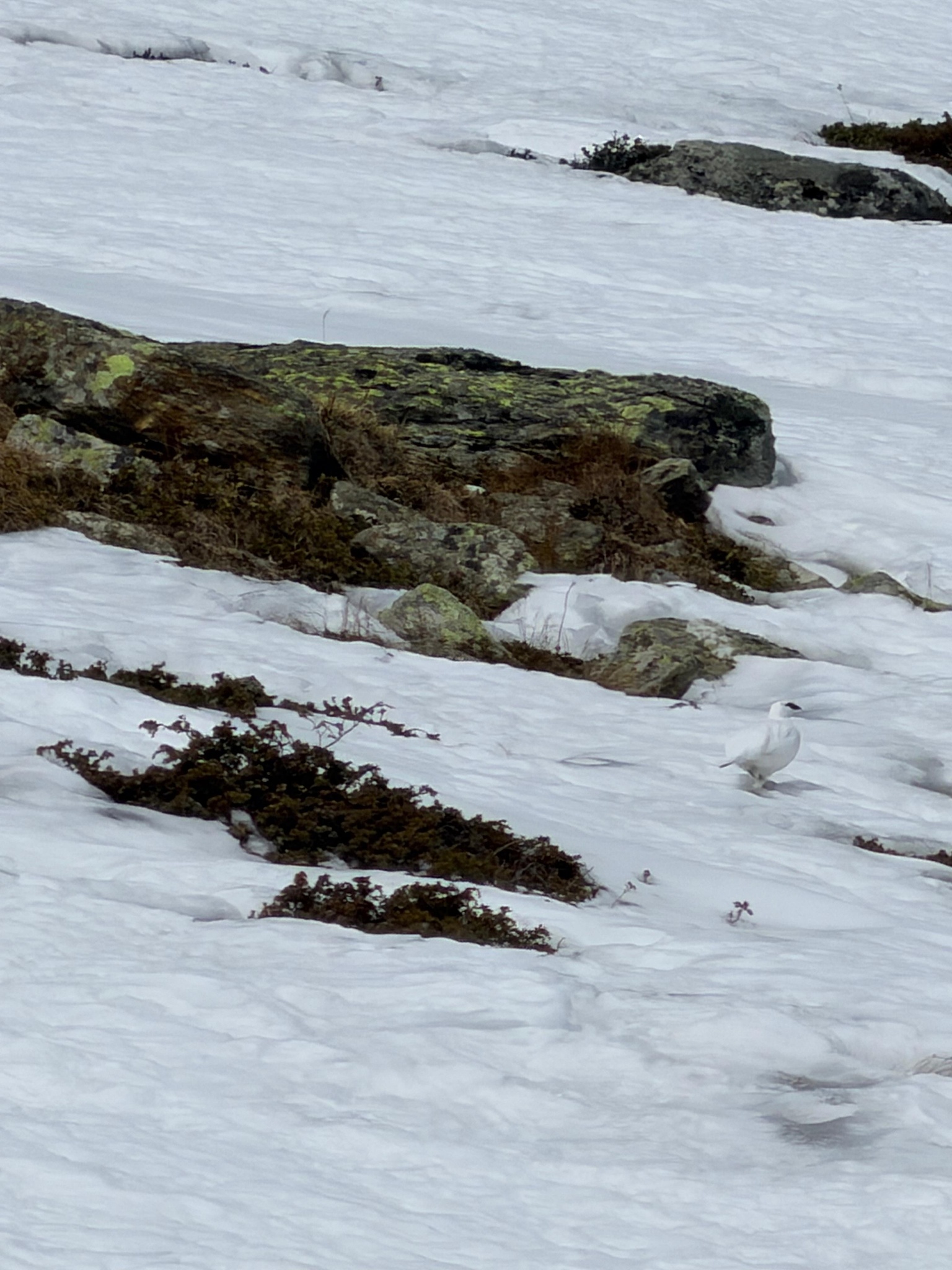 Rock Ptarmigan (Lagopus muta), photo 6