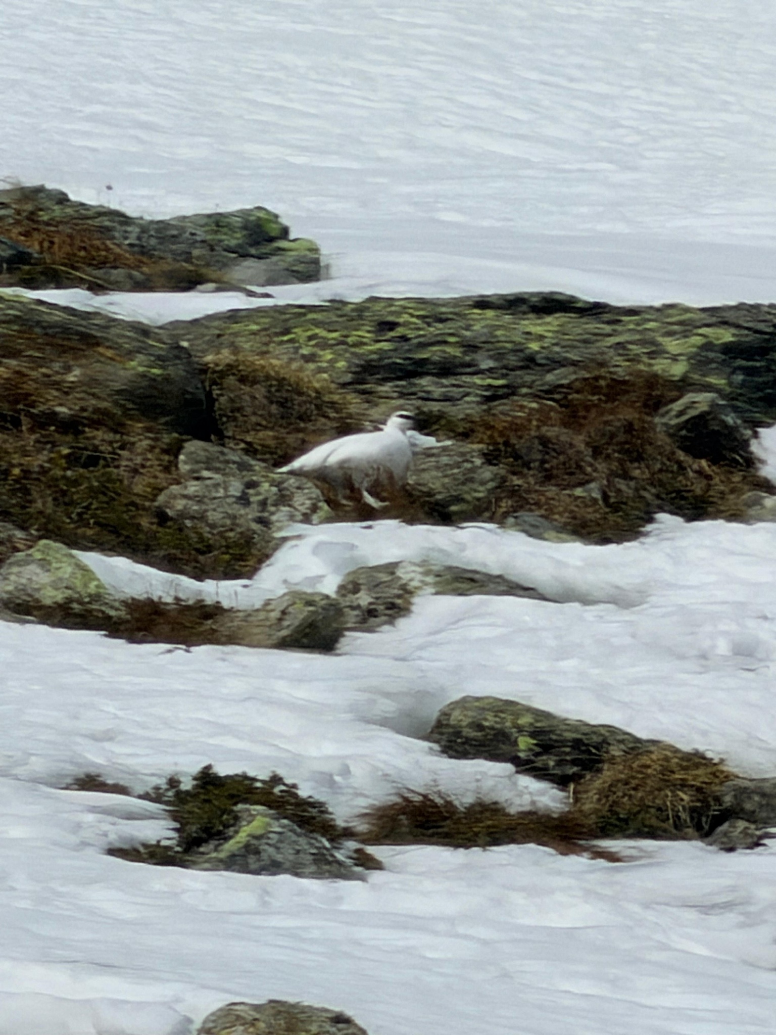 Rock Ptarmigan (Lagopus muta), photo 7