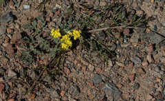 Sanicula saxatilis