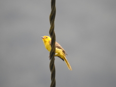 Icterus auricapillus