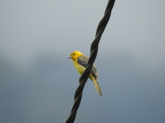 Icterus auricapillus