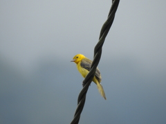 Icterus auricapillus