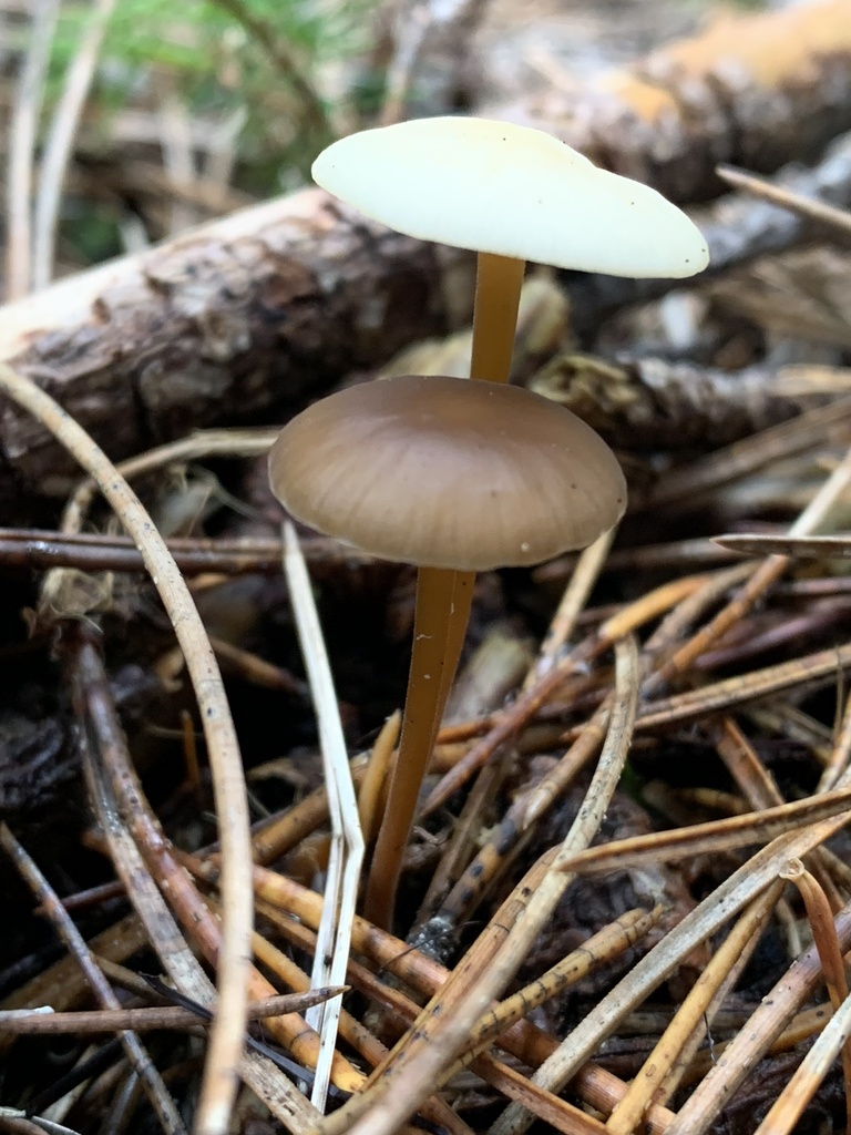Strobilurus tenacellus · March 2026 · photo: © manuela9012 (iNaturalist, cc-by)