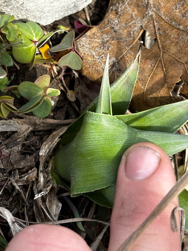 Agave virginica