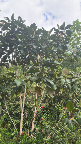Miconia argentea - Whole tree