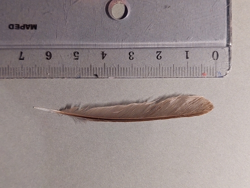 Plume de Rougequeue noir