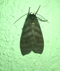 Pachydota