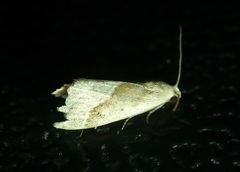 Micrathetis