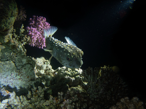 Spotbase Burrfish — seen at this dive site