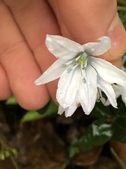 Scilla mischtschenkoana