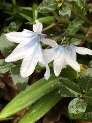 Scilla mischtschenkoana