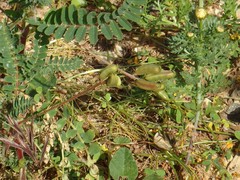 Astragalus boeticus