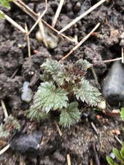 Urtica dioica
