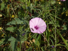 Cartallum ebulinum