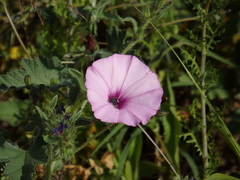 Cartallum ebulinum
