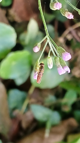 Unknown species found near 3P9F+3P, Davie, FL 33328, USA