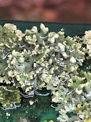 Physcia adscendens