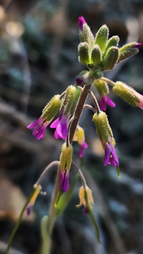 Boechera californica, photograph 6
