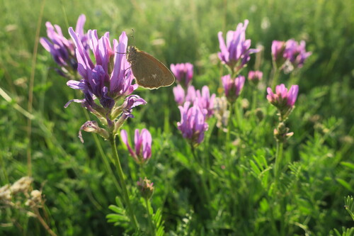 saintfoin milk vetch (Astragalus onobrychis)