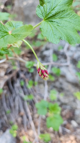 mountain pink currant (Ribes nevadense)