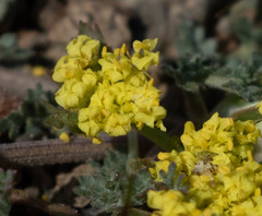 Sanicula saxatilis