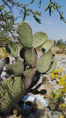 Opuntia huajuapensis