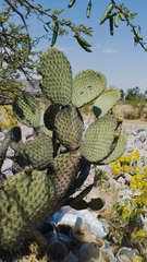 Opuntia huajuapensis