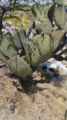 Opuntia huajuapensis, photograph 2