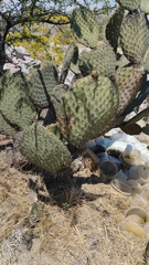 Opuntia huajuapensis, photograph (c) Irving Merino, some rights reserved (CC BY)