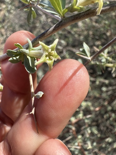 Silvery Wolfberry