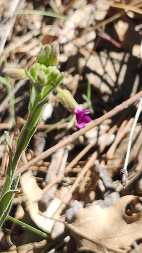 California rockcress (Boechera californica)