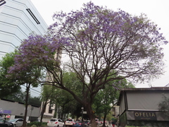 Jacaranda mimosifolia