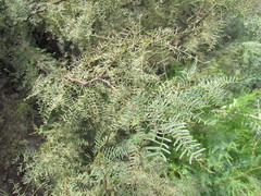 Prosopis flexuosa