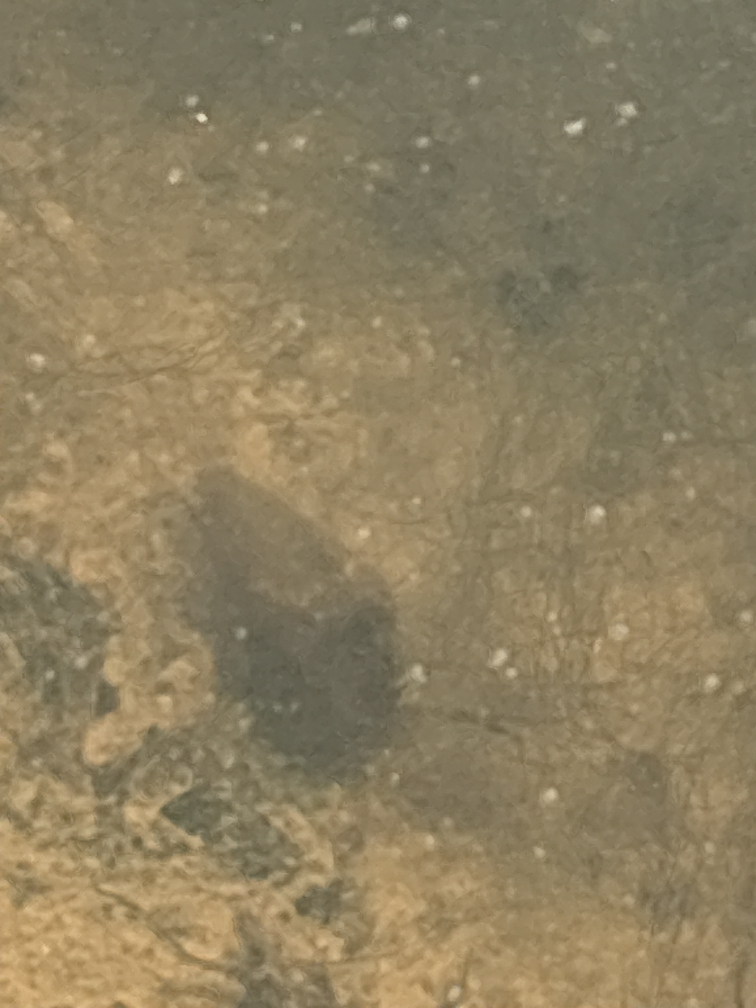 Cyzicus californicus (Packard, 1874)