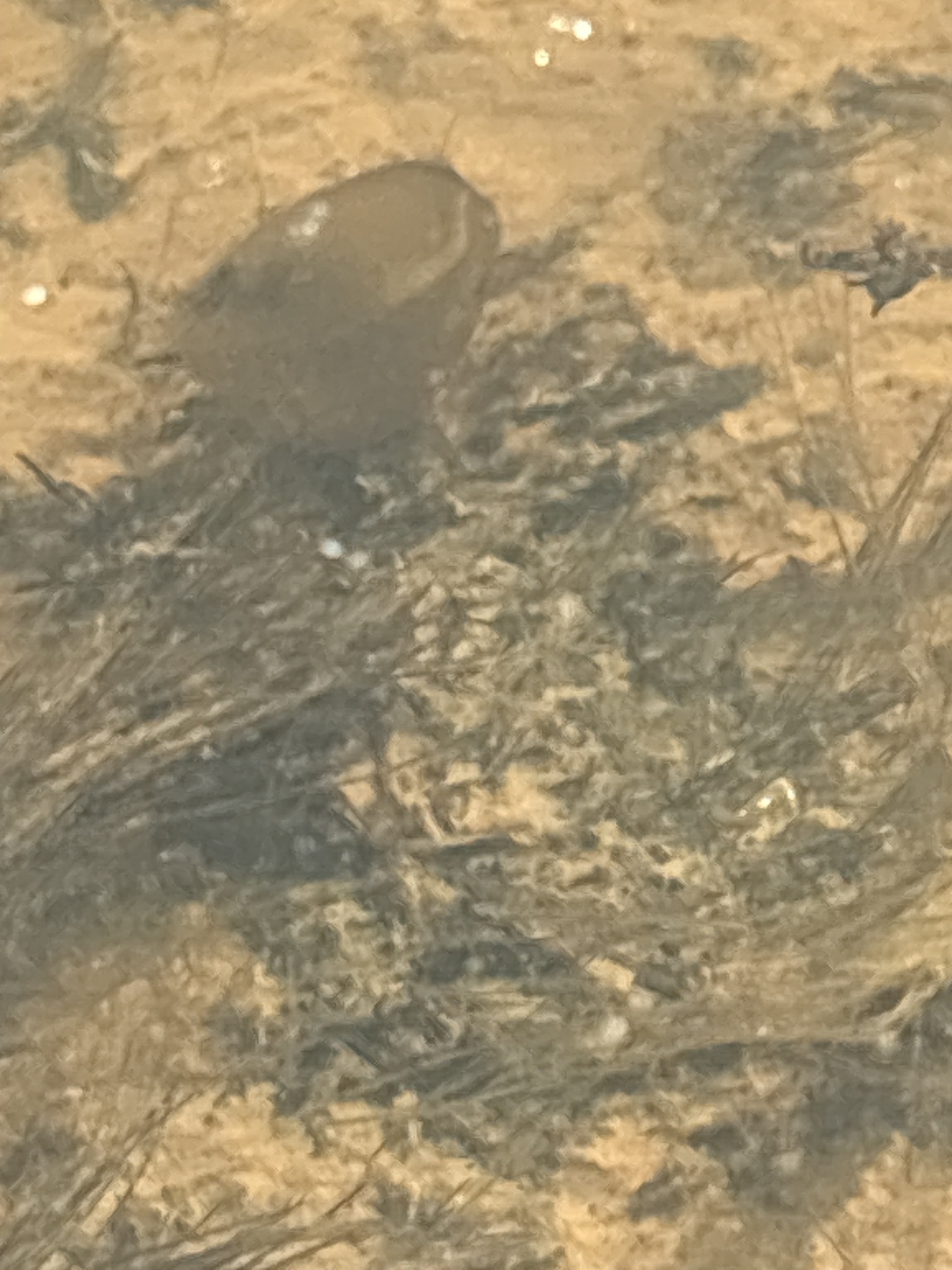 Cyzicus californicus (Packard, 1874)