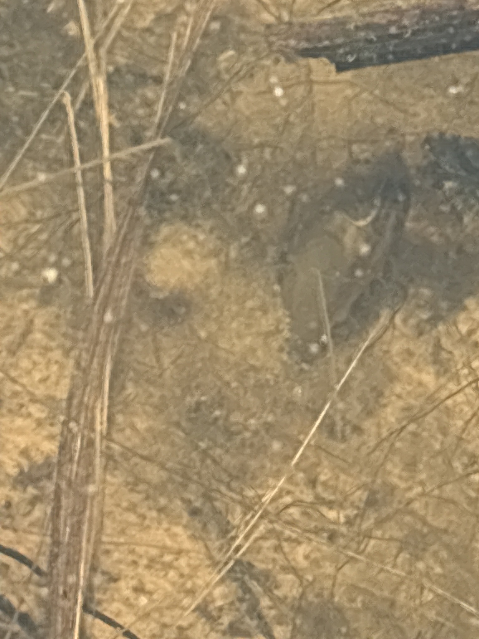 Cyzicus californicus (Packard, 1874)