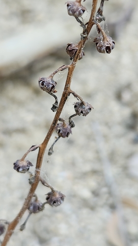 Leafless wintergreen (Pyrola aphylla)