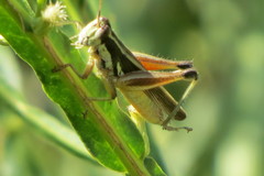 Dichroplus elongatus