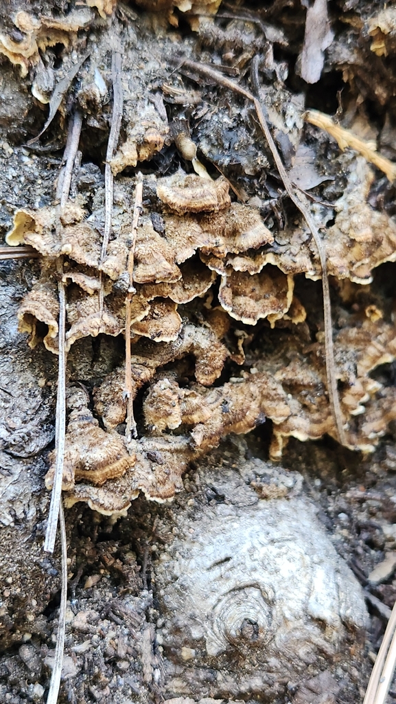 Stereum hirsutum · March 2026 · photo: © rbelshee (iNaturalist, cc0)
